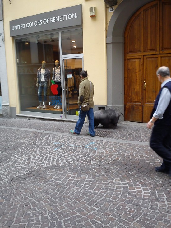 Maiale in via Cavour 3