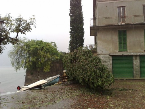 Albero mandello