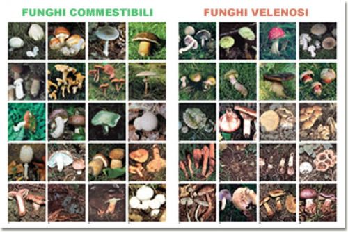 FUNGHI COMMESTIBILI E NON