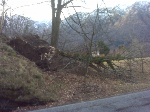 albero caduto alta valle