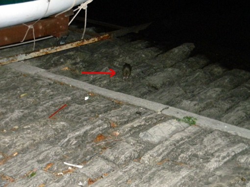 Topi in riva al lago 28 maggio 2012 (1)