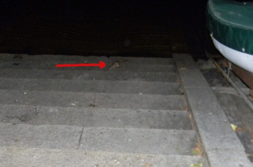 Topi in riva al lago 28 maggio 2012 (3)