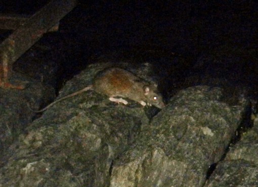 Topi in riva al lago 28 maggio 2012 (4)