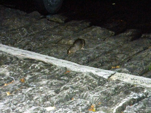 Topi in riva al lago 28 maggio 2012 (5)