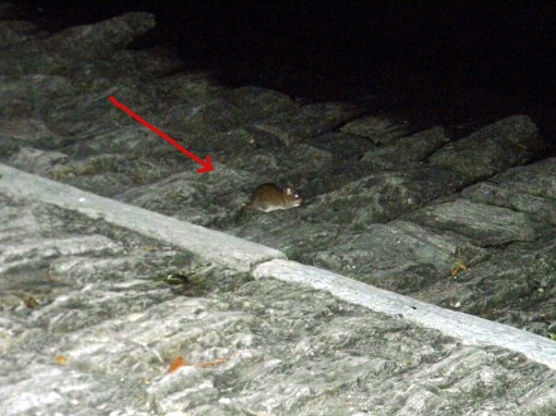 Topi in riva al lago 28 maggio 2012 (6)