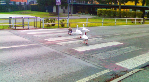 papere-altamente-istruite