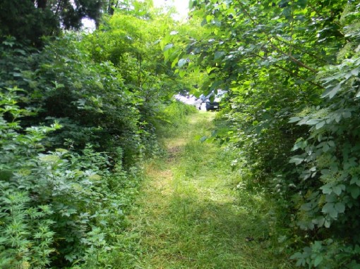 Giungla di via Castagnera (26)