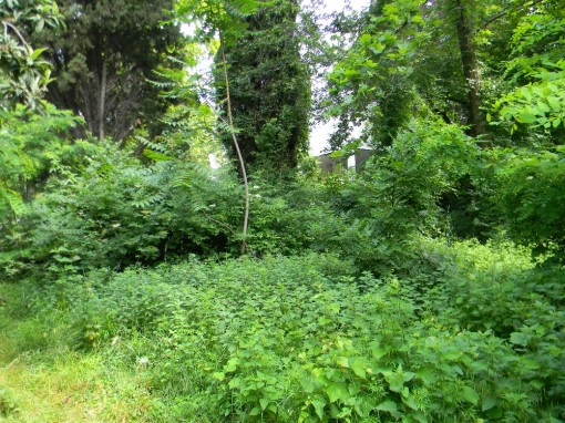 Giungla di via Castagnera (28)