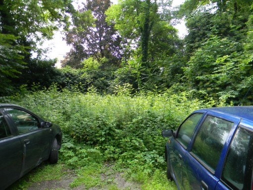 Giungla di via Castagnera (31)