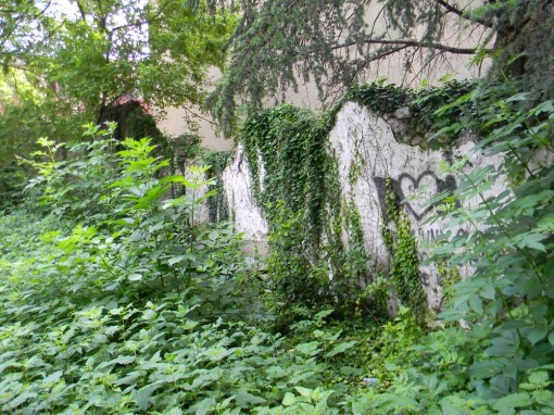 Giungla di via Castagnera (34)