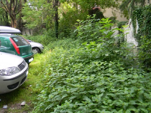 Giungla di via Castagnera (35)