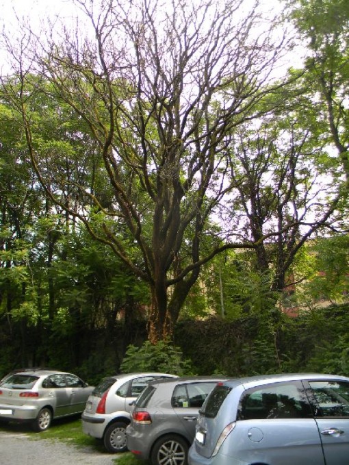 Giungla di via Castagnera (38)