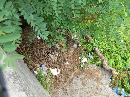 spiaggia caviate lc3 _ 2 (2)