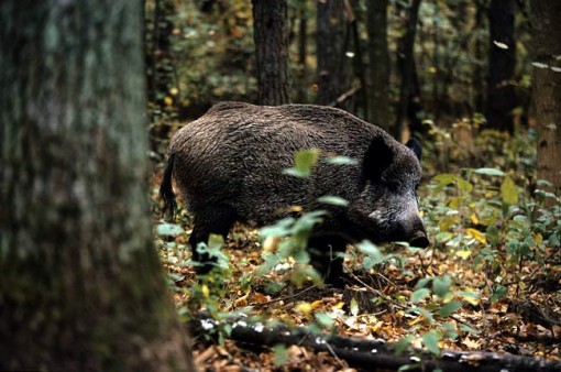 cinghiale (fotoplatforma)
