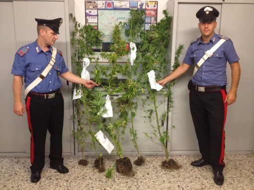 sequestro marijuana Cesana