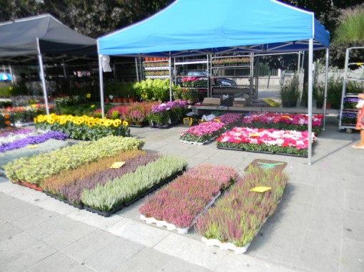 Sapori e Profumi 2012 (3)