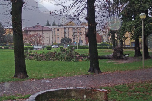 albero caduto Parco Eremo