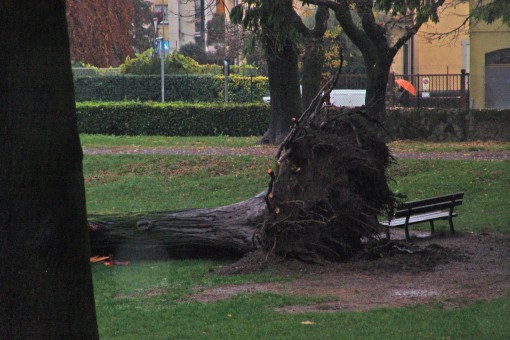 albero caduto Parco Eremo