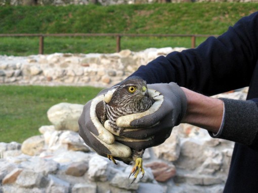 liberazione rapaci wwf