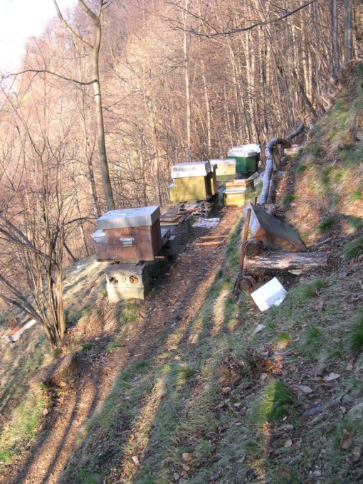 Orso Premana Alveari (1)