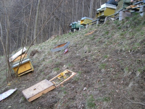 Orso Premana Alveari (3)