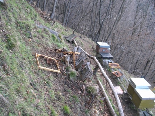 Orso Premana Alveari (4)