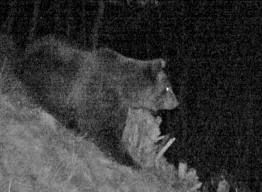 ORSO "PASQUALE" Premana