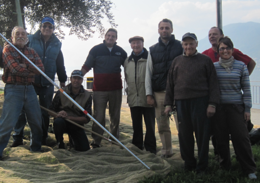 gruppo olivicoltori perledo giugno 2013