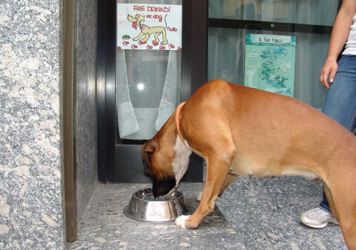 Free Driks dog Hotel Moderno (1)