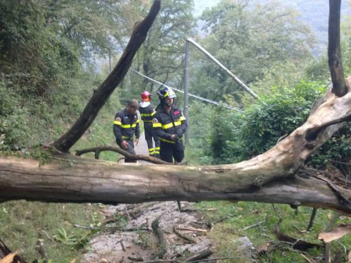 Albero_via_crogno(1)