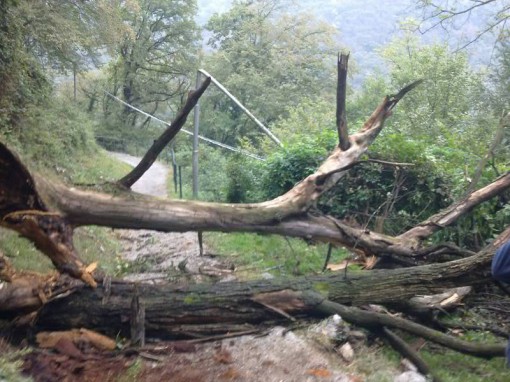 Albero_via_crogno(2)