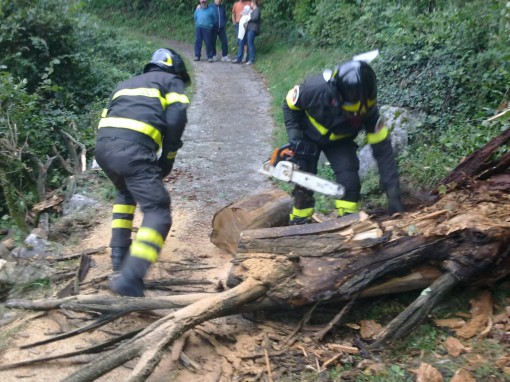 Albero_via_crogno(3)