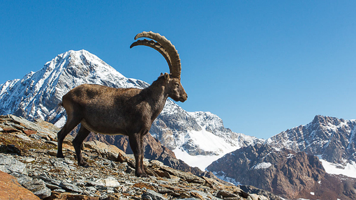 Stambecco_Francesco_Renzi (2)