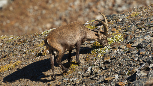 Stambecco_Francesco_Renzi (3)