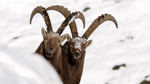 Stambecco_Francesco_Renzi (4)