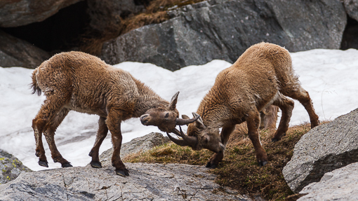 Stambecco_Francesco_Renzi (5)