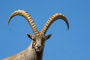 Stambecco_Francesco_Renzi (7)