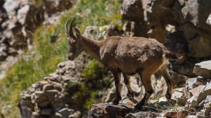 Stambecco_Francesco_Renzi (8)