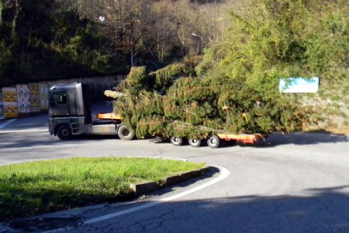 Albero_Natale_Cancro_Primo_Aiuto_2013 (1)