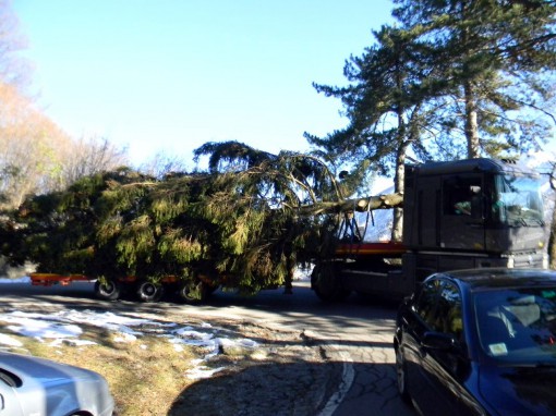 Albero_Natale_Cancro_Primo_Aiuto_2013 (25)