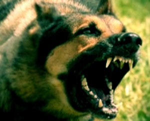 cane_aggressivo