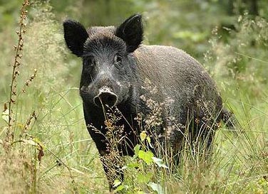caccia cinghiale