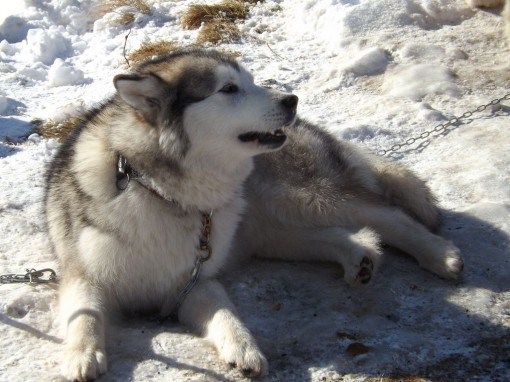 Alpe di Giumello 011