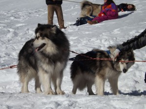 Alpe di Giumello 050