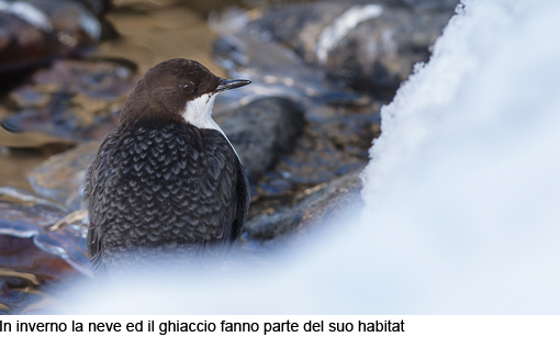 Attimi_MerloAcquaiolo_01