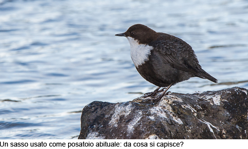 Attimi_MerloAcquaiolo_02