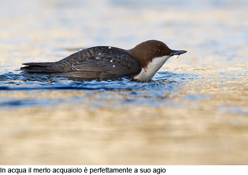 Attimi_MerloAcquaiolo_03