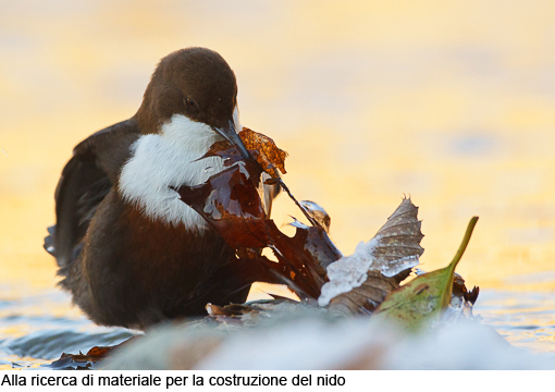 Attimi_MerloAcquaiolo_04