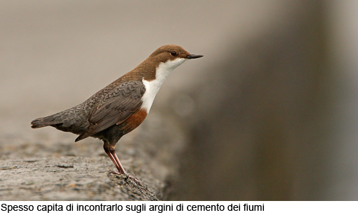 Attimi_MerloAcquaiolo_05