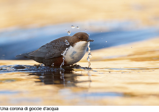 Attimi_MerloAcquaiolo_06